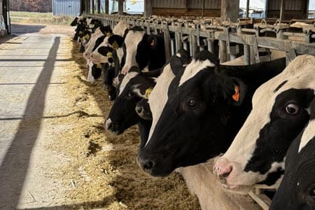 Cows at the barn