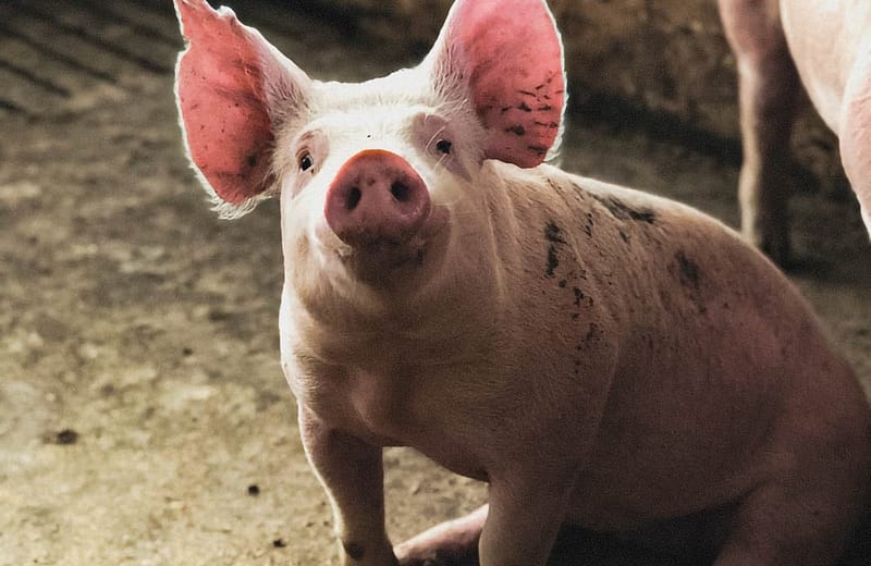 Healthy pig sitting on the floor.